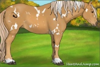 Horse Color:White Spotted Palomino