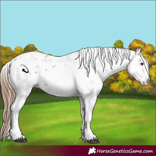 Horse Color:Chestnut Sabino 