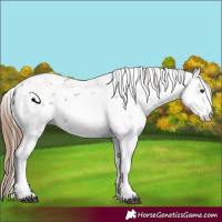 Horse Color:Chestnut Sabino