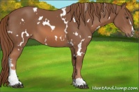 Horse Color:White Spotted Chestnut Sabino