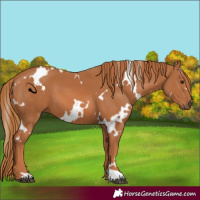Horse Color:White Spotted Chestnut 