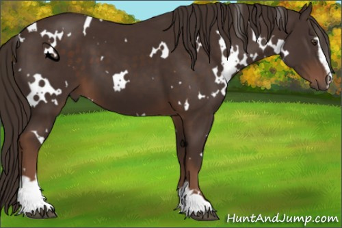 Horse Color:White Spotted Liver Chestnut Sabino