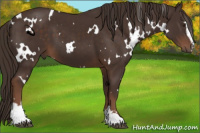 Horse Color:White Spotted Liver Chestnut Sabino