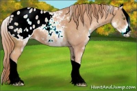 Horse Color:White Spotted Gold Champagne Tobiano Blanket