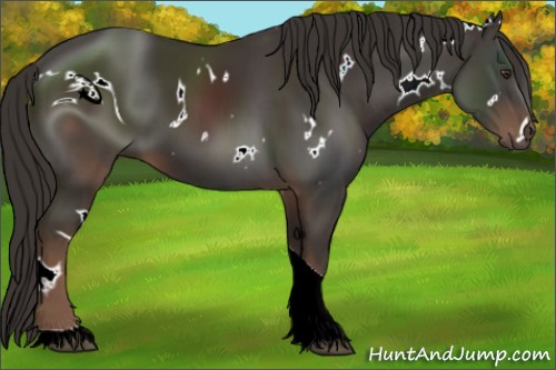 Horse Color:ERROR: UNKNOWN ANOMALY