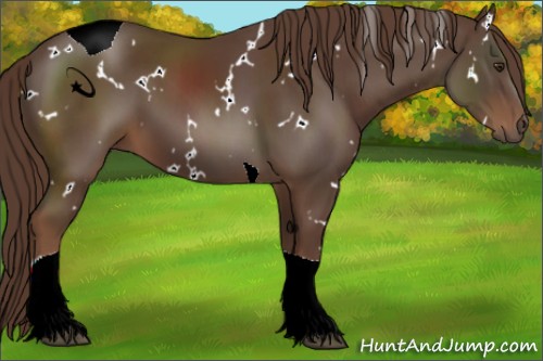 Horse Color:White Spotted Liver Chestnut Tobiano