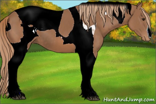 Horse Color:ERROR: UNKNOWN ANOMALY