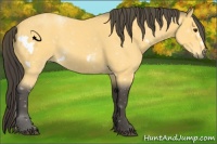 Horse Color:White Spotted Buckskin Roan 