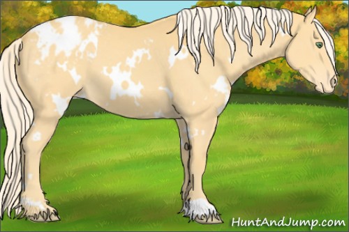 Horse Color:White Spotted Gold Cream Champagne Appaloosa 