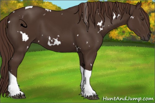 Horse Color:White Spotted Liver Chestnut Tobiano 