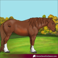 Horse Color:Chestnut Tobiano