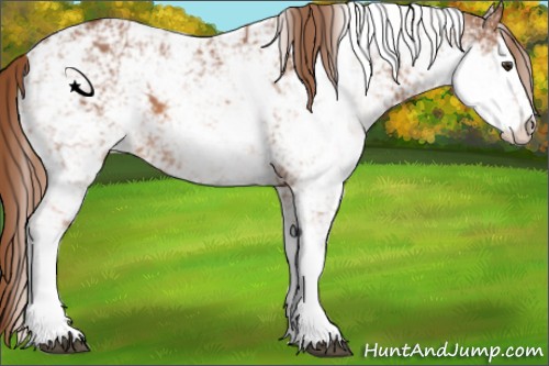 Horse Color:Chestnut Sabino 