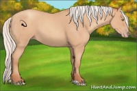 Horse Color:Silver Amber Champagne Roan 