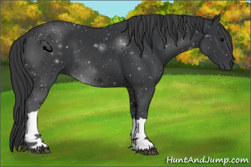 Horse Color:Black 