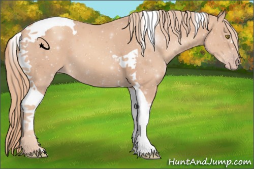 Horse Color:Gold Champagne Tobiano