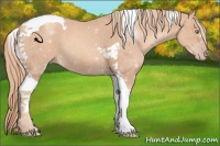 Horse Color:Gold Champagne Tobiano 