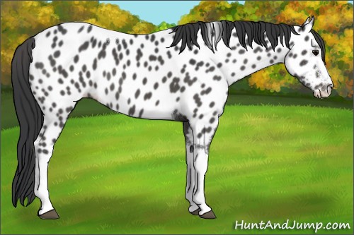 Horse Color:White Spotted Black Tobiano Appaloosa 