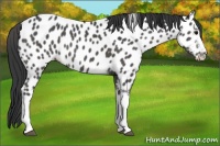 Horse Color:White Spotted Black Tobiano Appaloosa