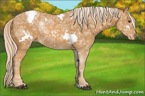Horse Color:White Spotted Palomino Ice Appaloosa