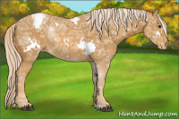 Horse Color:White Spotted Palomino Ice Appaloosa 