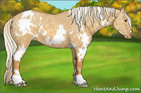 Horse Color:White Spotted Palomino Ice Dun Appaloosa