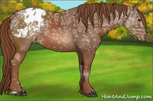 Horse Color:Chestnut Ice Appaloosa