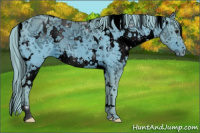 Horse Color:ERROR: UNKNOWN ANOMALY