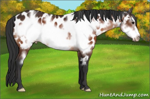 Horse Color:Bay Frame Appaloosa 