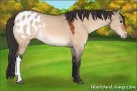 Horse Color:Brown Dun Appaloosa