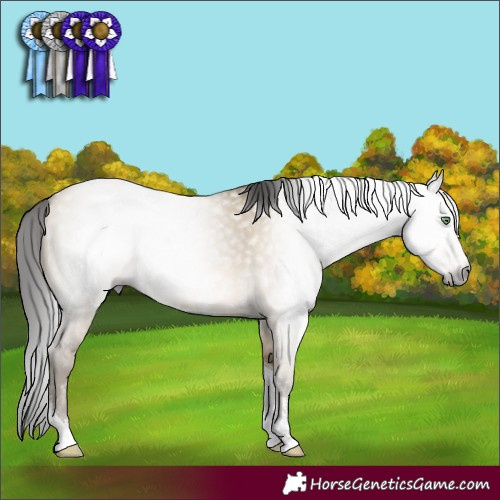 Horse Color:Gray Sable Cream Champagne Dun Sabino Tobiano 