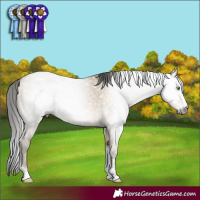 Horse Color:Gray Sable Cream Champagne Dun Sabino Tobiano