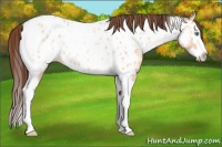 Horse Color:Amber Champagne Dun Splash Tobiano Appaloosa 