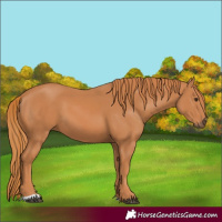 Horse Color:Chestnut 