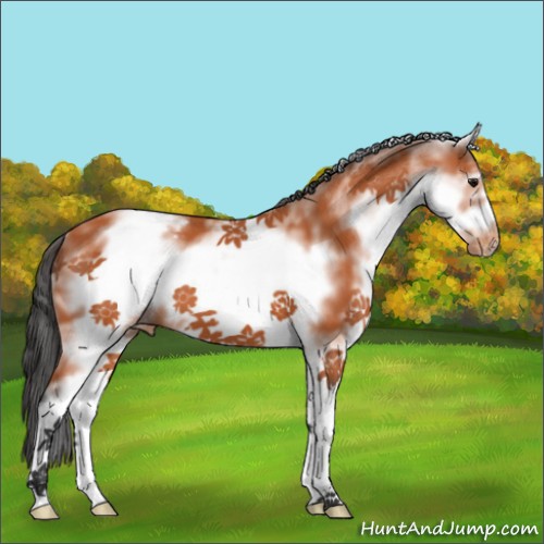 Horse Color:White Spotted Bay Frame Appaloosa 