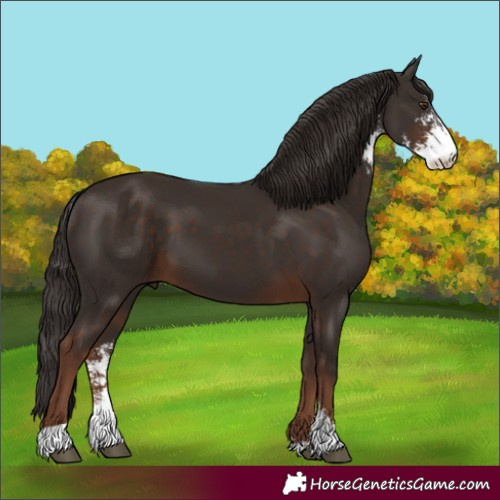 Horse Color:Liver Chestnut Sabino 