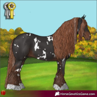 Horse Color:White Spotted Liver Chestnut 