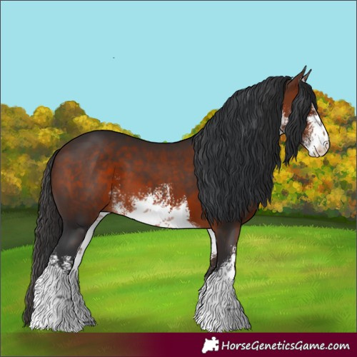 Horse Color:White Spotted Bay 