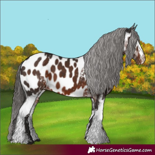 Horse Color:White Spotted Liver Chestnut Appaloosa 