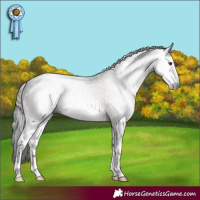 Horse Color:Gray White Spotted Liver Chestnut 