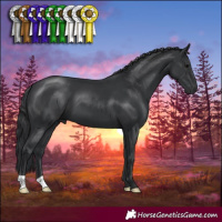 Horse Color:Black 
