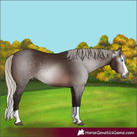 Horse Color:Gray Silver Bay Splash Appaloosa 