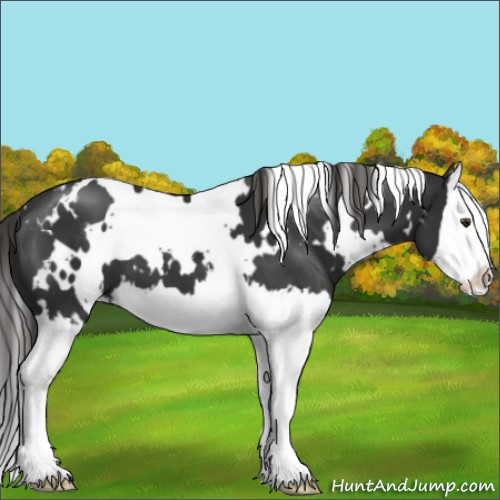 Horse Color:White Spotted Liver Chestnut Splash 
