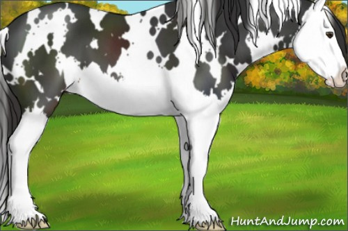 Horse Color:White Spotted Liver Chestnut Splash 