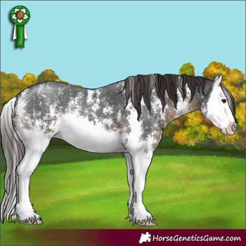 Horse Color:Liver Chestnut Sabino Splash 