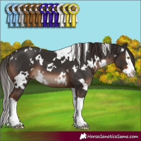 Horse Color:White Spotted Liver Chestnut Splash 