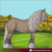 Horse Color:Silver Smoky Grullo 