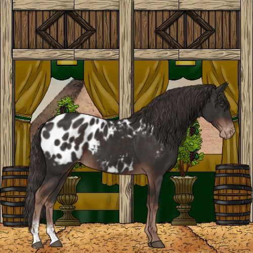 Horse Color:Liver Chestnut Sabino Appaloosa 