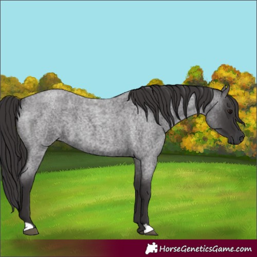 Horse Color:Smoky Blue Roan 