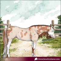Horse Color:Gold Champagne  and Gold Champagne Dun Splash 