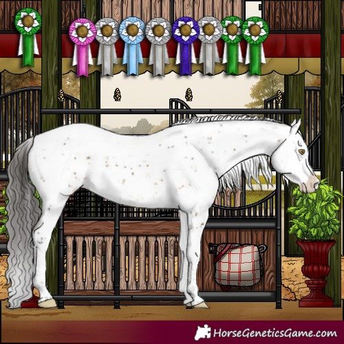 Horse Color:Brown Dun Sabino Appaloosa 